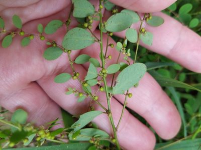 Phyllanthus caroliniensis, photographed by Leila Dasher