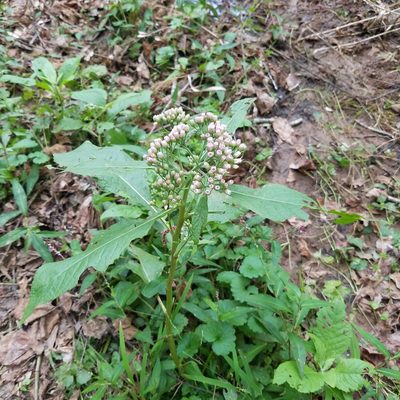 Pluchea camphorata, photographed by Leila Dasher