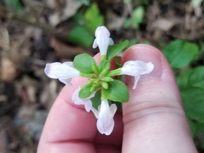 Clinopodium carolinianum, photographed by Leila Dasher