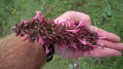 Syncolostemon densiflorus, photographed by Shaun Swanepoel