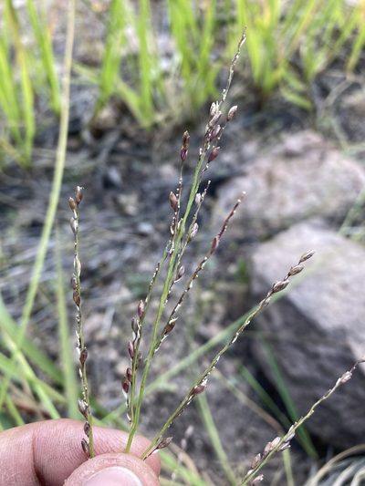 Zuloagaea bulbosa, photographed by Cecelia Alexander