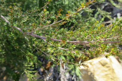 Cliffortia serpyllifolia, photographed by Di Turner