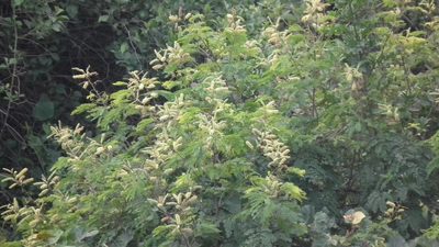 Adenopodia spicata, photographed by Shaun Swanepoel
