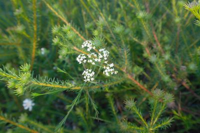 Platysace linearifolia, photographed by Gary Williams