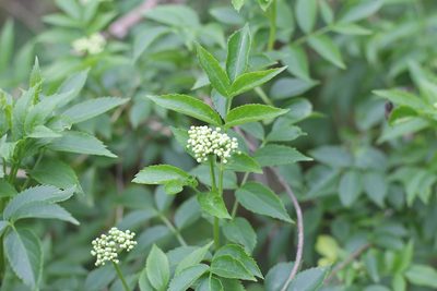 Sambucus australis, photographed by Romi Galeota Lencina