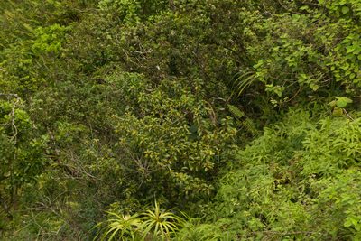 Perrottetia sandwicensis, photographed by Kevin Faccenda