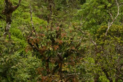 Antidesma platyphyllum, photographed by Kevin Faccenda
