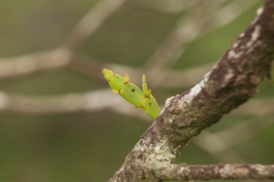 Korthalsella taenioides, photographed by Kevin Faccenda