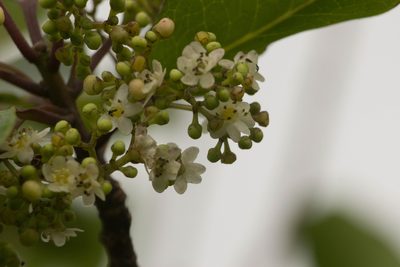 Ilex anomala, photographed by Kevin Faccenda