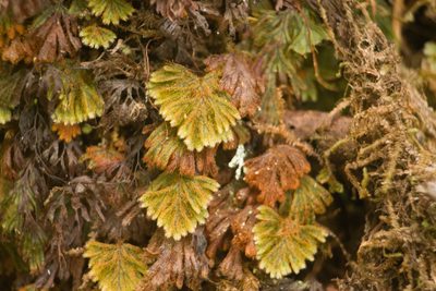Hymenophyllum obtusum, photographed by Kevin Faccenda