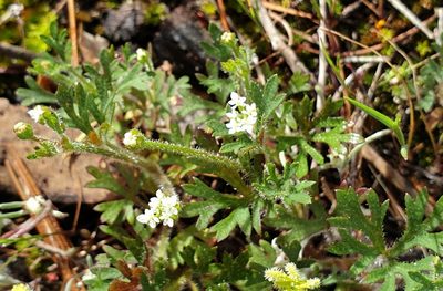 Trachymene pilosa, photographed by Rosalie Lawrence