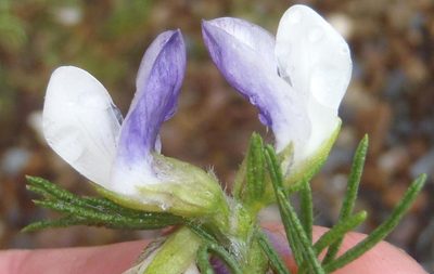 Psoralea floccosa, photographed by Nicola van Berkel
