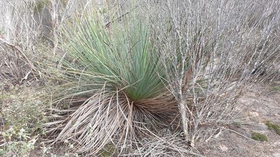 Xanthorrhoea semiplana, photographed by Rosalie Lawrence