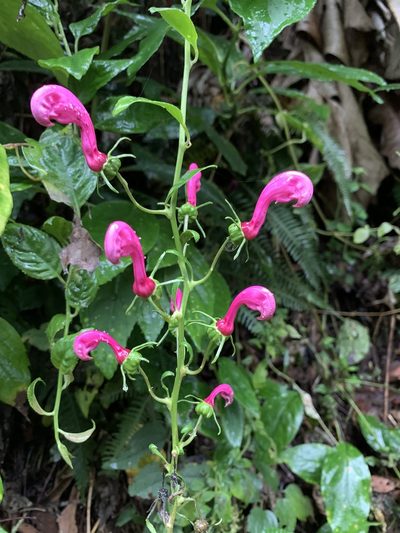 Centropogon urubambae, photographed by Line Juul Nielsen