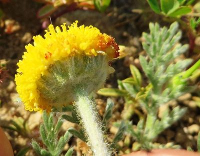 Lasiospermum pedunculare, photographed by linkie