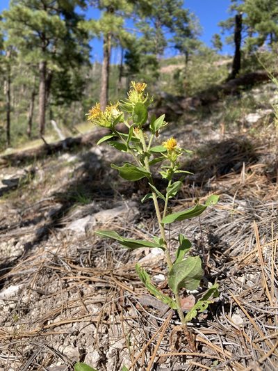 Oreochrysum parryi, photographed by Cecelia Alexander