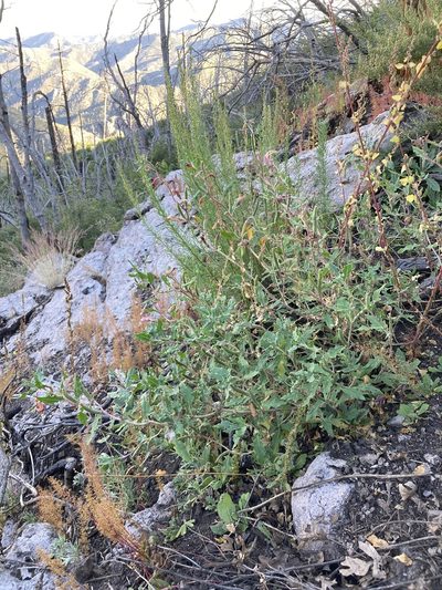Oenothera neomexicana, photographed by Cecelia Alexander