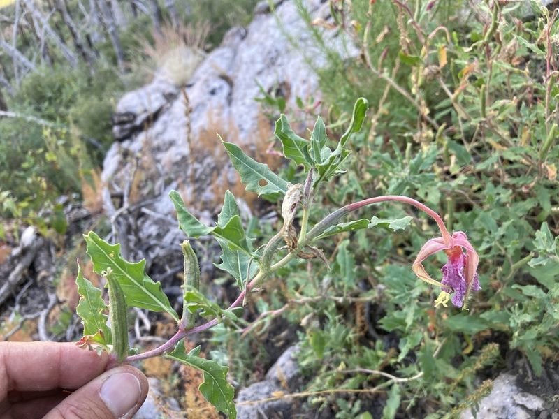 Oenothera neomexicana, photographed by Cecelia Alexander