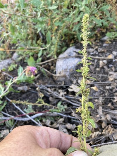 Amaranthus watsonii, photographed by Cecelia Alexander