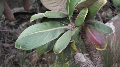 Oldenburgia grandis, photographed by Shaun Swanepoel