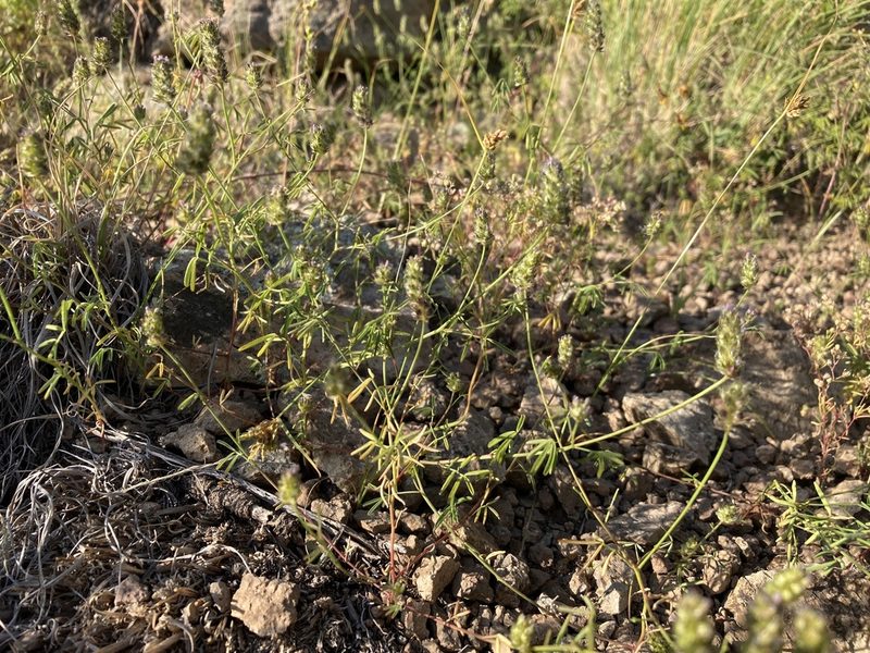 Dalea polygonoides, photographed by Cecelia Alexander