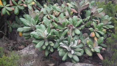 Oldenburgia grandis, photographed by Shaun Swanepoel