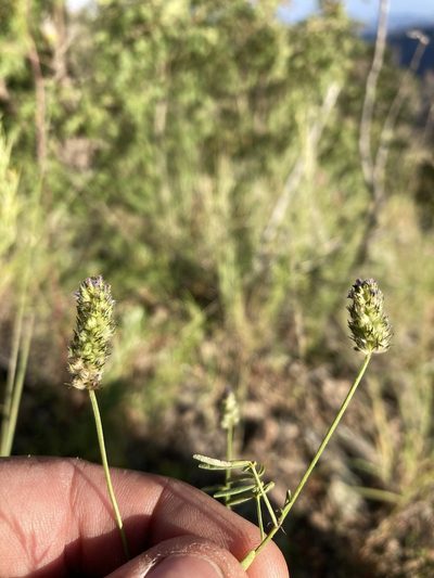 Dalea polygonoides, photographed by Cecelia Alexander