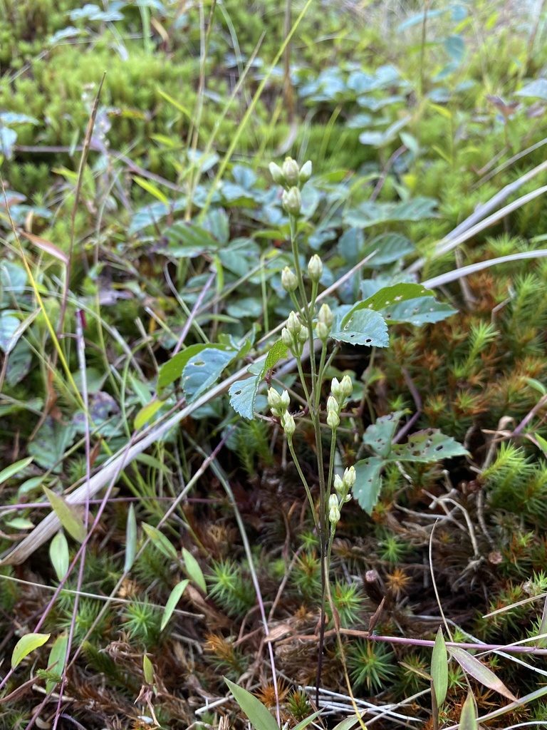 Bartonia paniculata, photographed by Bonnie Semmling