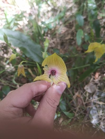 Telipogon nervosus, photographed by Andrés Ramírez-Barrera