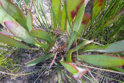 Protea vogtsiae, photographed by Di Turner