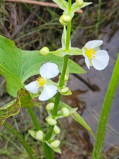 Sagittaria australis, photographed by Rebecca Gimenez Husted