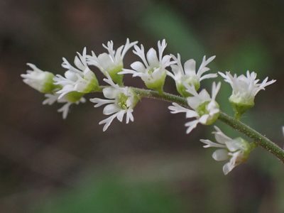 Ozomelis trifida, photographed by Ellyne Geurts
