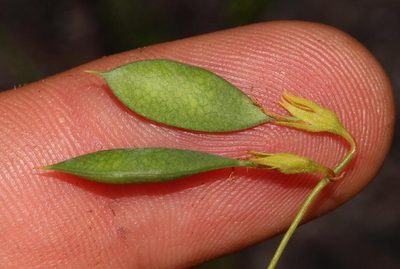 Rhynchosia capensis, photographed by Brian du Preez