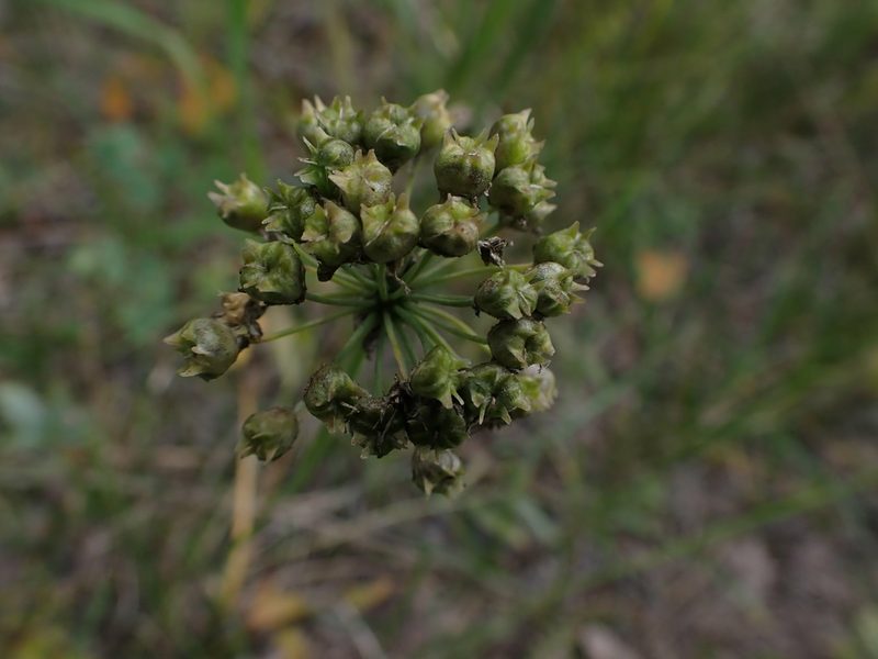 Allium stellatum, photographed by Mary Krieger