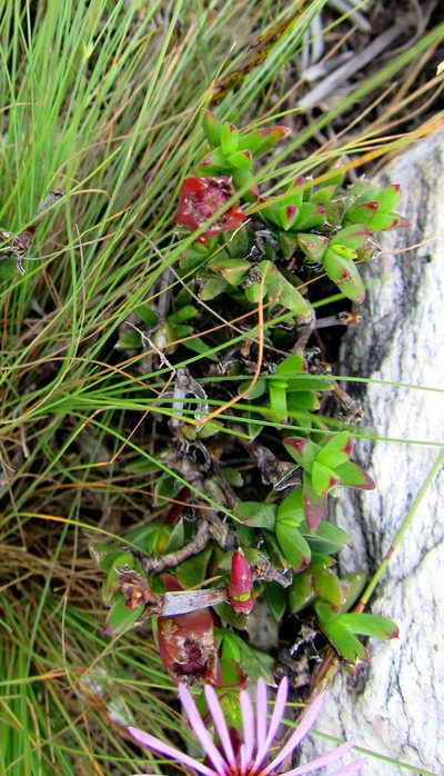 Erepsia pentagona, photographed by Di Turner