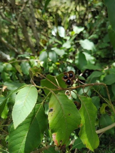 Llagunoa nitida, photographed by Andrés Ramírez-Barrera