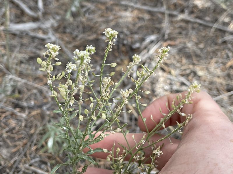 Lepidium montanum, photographed by Bobby McCabe