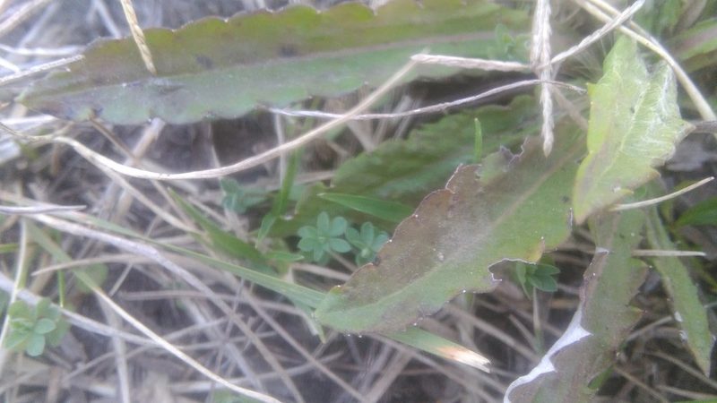 Chaptalia runcinata, photographed by Bahiano Ayala