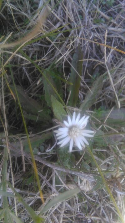 Chaptalia runcinata, photographed by Bahiano Ayala