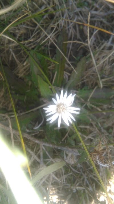 Chaptalia runcinata, photographed by Bahiano Ayala
