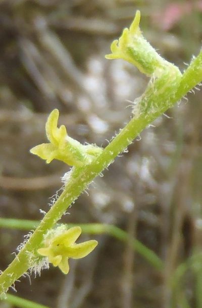 Holothrix brevipetala, photographed by Nicola van Berkel