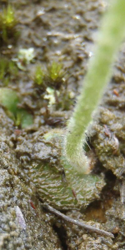 Holothrix brevipetala, photographed by Nicola van Berkel