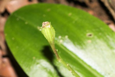 Liparis liliifolia, photographed by Tom Field