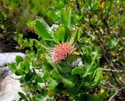 Leucospermum winteri, photographed by Di Turner