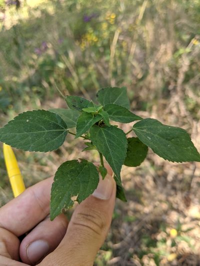 Acalypha deamii, photographed by Nathan Aaron