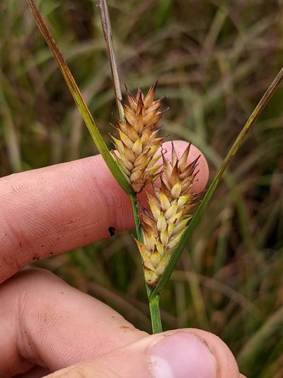 Carex exsiccata, photographed by Trevor Van Loon