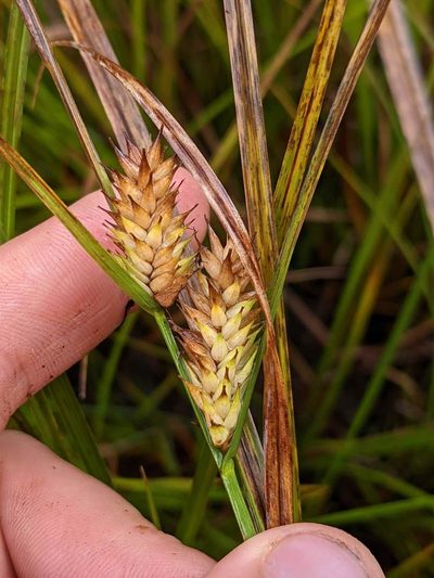 Carex exsiccata, photographed by Trevor Van Loon