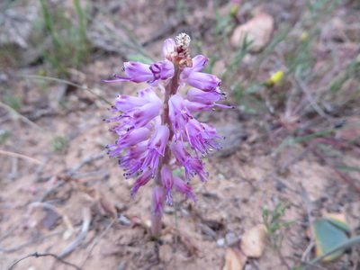 Lachenalia nardousbergensis, photographed by linkie