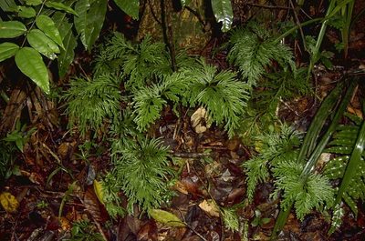 Selaginella longipinna, photographed by dhfischer