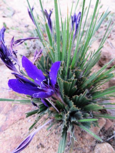 Babiana praemorsa, photographed by linkie
